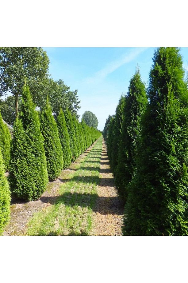 Smaragd Batı Mazısı Fidanı Thuja Occidentalis Smaragd Çam Ağacı 40-50 CM - 2