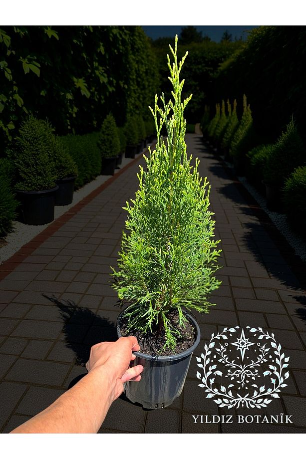 Smaragd Batı Mazısı Fidanı Thuja Occidentalis Smaragd Çam Ağacı 40-50 CM - 1