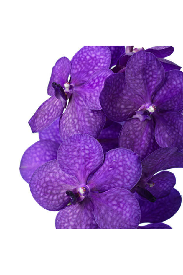 Vanda Tayanee 'Blue' (Vanda Orkide) - 2