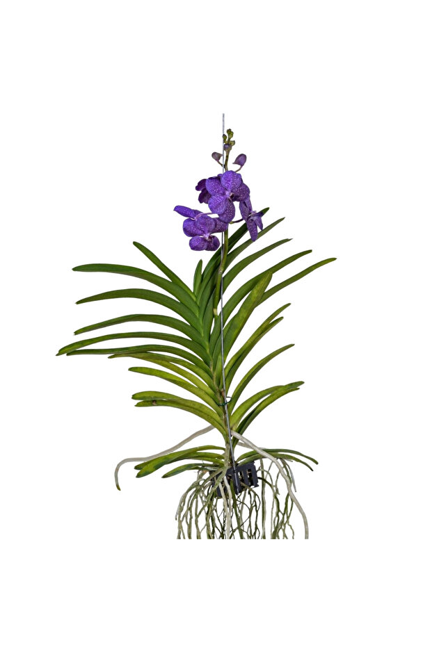 Vanda Tayanee 'Blue' (Vanda Orkide) - 1