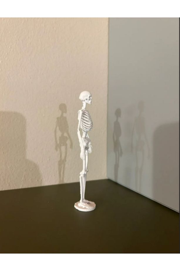İnsan İskeletinin Kemik Anatomisi Dekor - 3