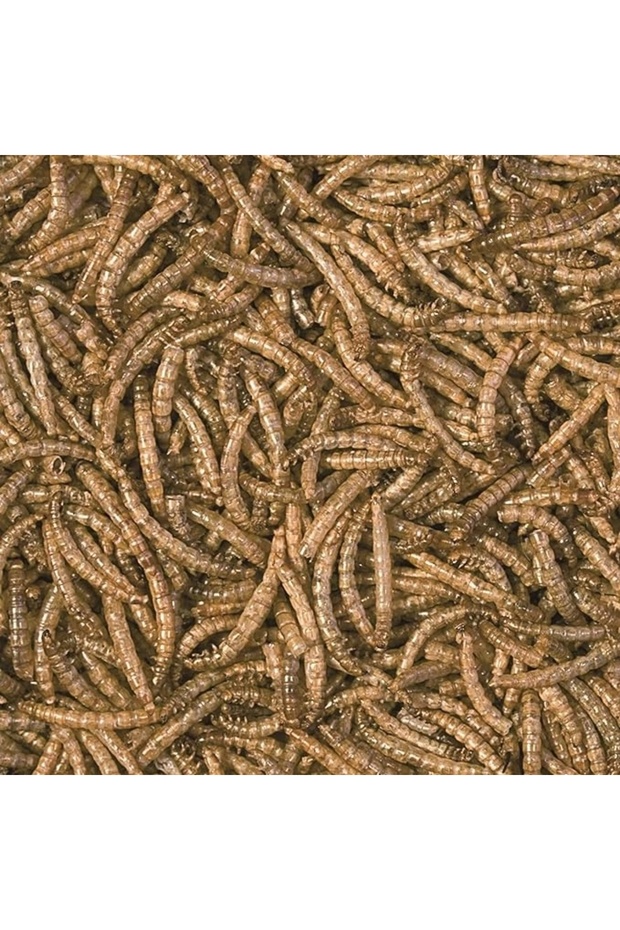 Mealworms 30gr - 2
