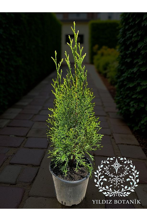 Smaragd Batı Mazısı Fidanı Thuja Occidentalis Smaragd Çam Ağacı 40-50 CM - 3