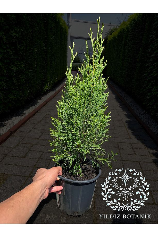 Smaragd Batı Mazısı Fidanı Thuja Occidentalis Smaragd Çam Ağacı 40-50 CM - 4