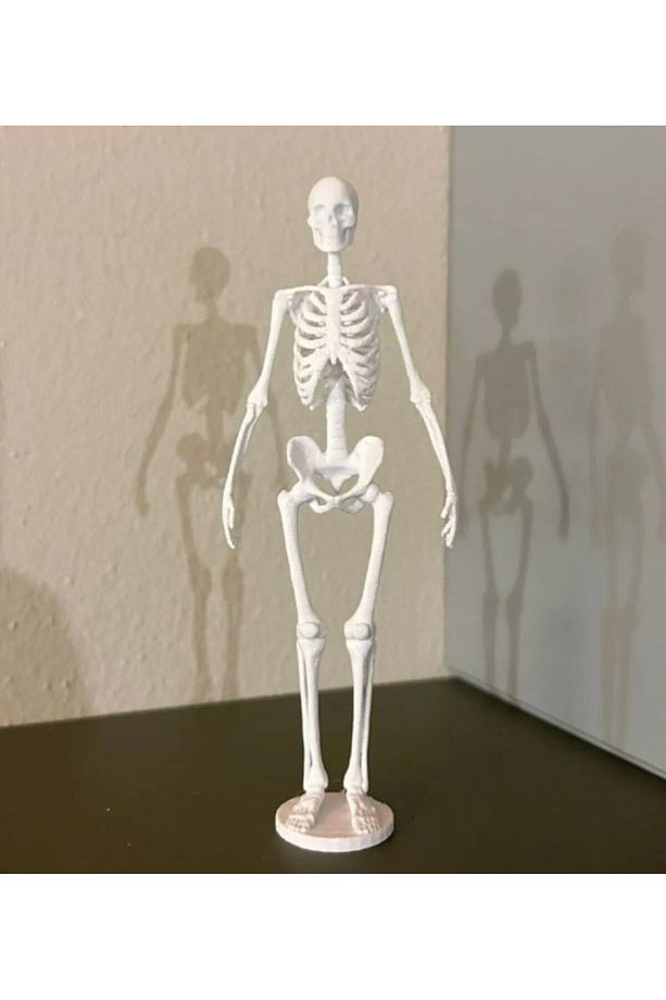 İnsan İskeletinin Kemik Anatomisi Dekor - 1