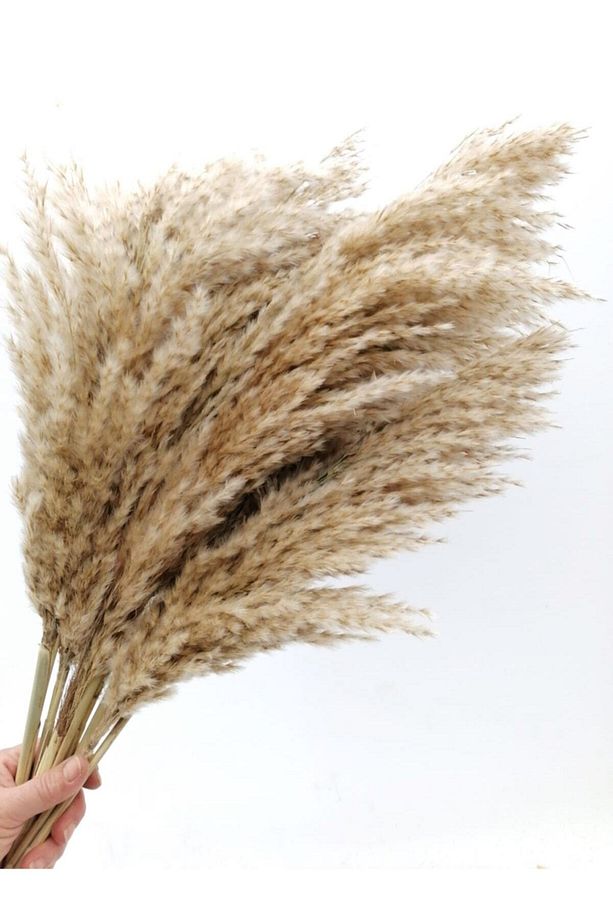 Kuru Çiçek Dekoratif Pampas 8'li Büyük Demet - 4