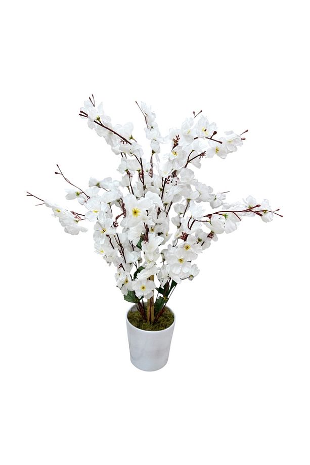 Sakura Bahar Erik Çiçeği Bodur Bitki 65cm - 6