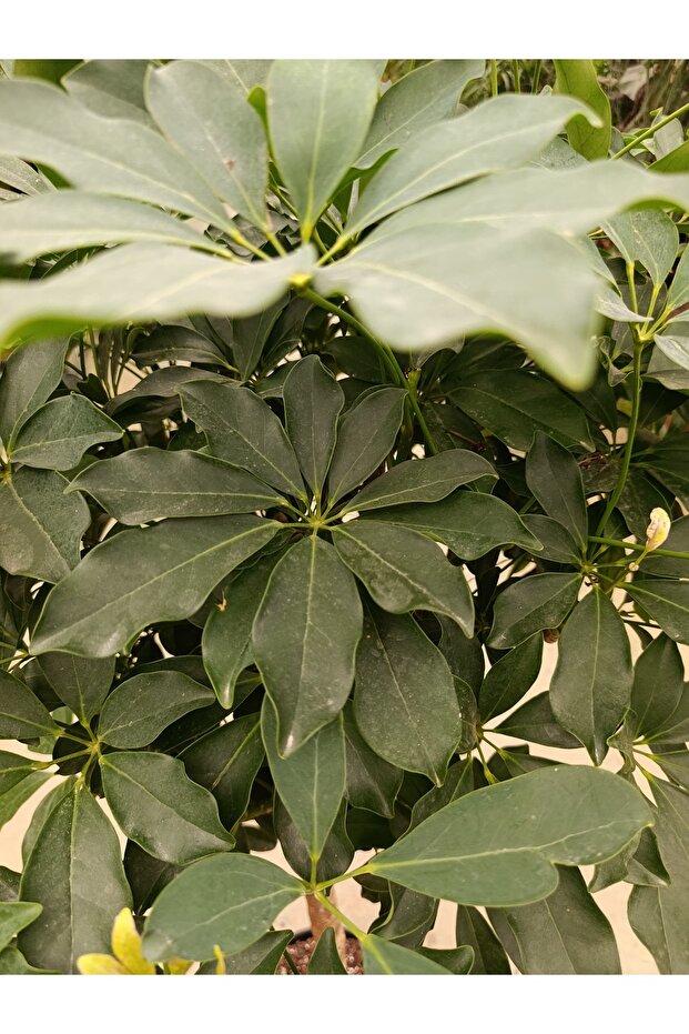 Scheflera Stem - Şemsiye Bitkisi - 2