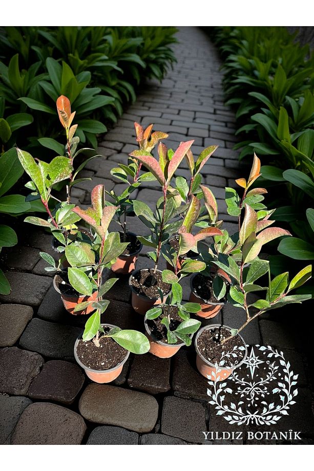 100 Adet Alev Ağacı Çit Bitkisi Alev Çalısı Fidanı 30-40 CM - 1