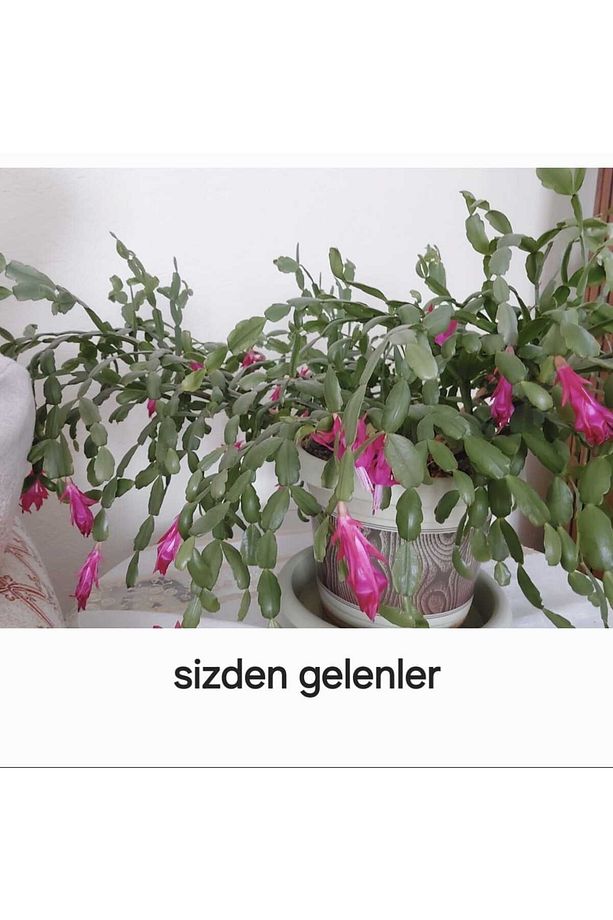 Çiçek Coşturan-yavaş Salınımlı Özel Kaplamalı Gübre-tüm Salon Bitkileri Için Uygun ( 100gr ) - 4