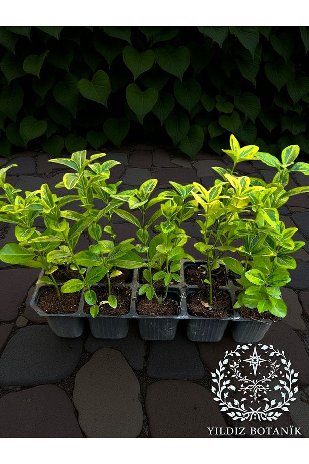 10 Adet Gold Taflan Çit Bitkisi Alacalı Taflan Fidesi 15-20 Cm - 4