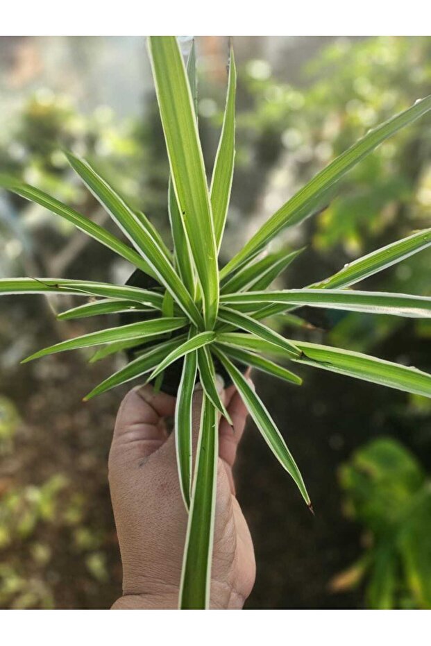 Saksıda Kurdele Çiçeği - 3