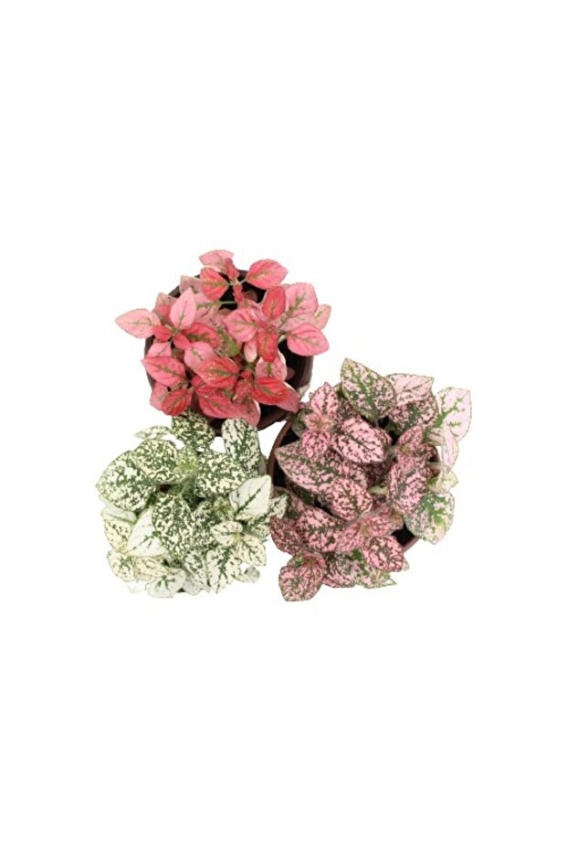 Thebestonline Hostes Çiçeği Kırmızı Çilli Yaprak Çiçeği, Hipoestes Phyllostachya, 1 Adet - 2