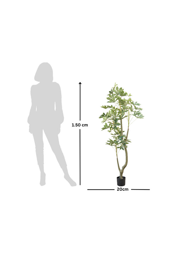 Cassava Tree – 150 cm - 3