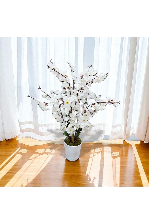 Sakura Bahar Erik Çiçeği Bodur Bitki 65cm - 2