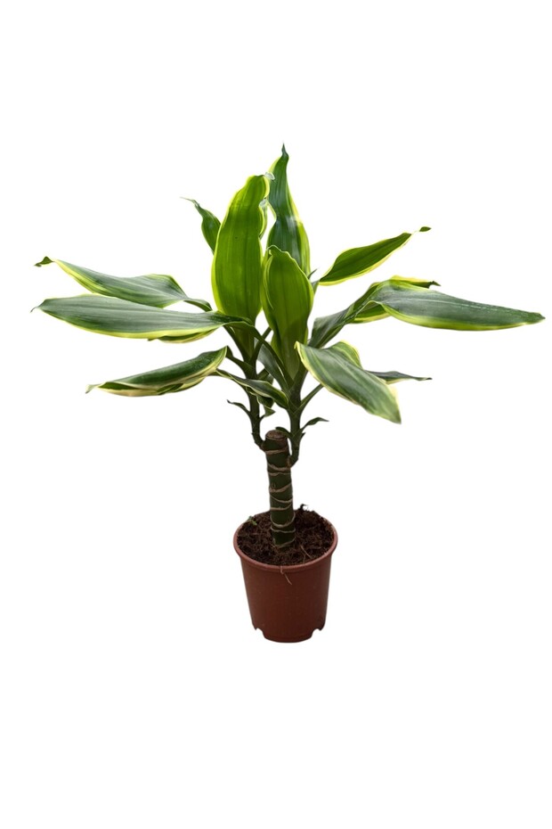 Mısır bitkisi - Dracaena fragrans 30-40cm - 1