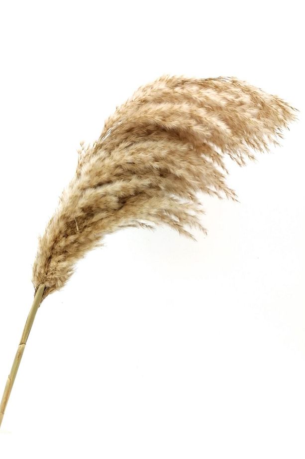 Kuru Çiçek Dekoratif Pampas 8'li Büyük Demet - 6