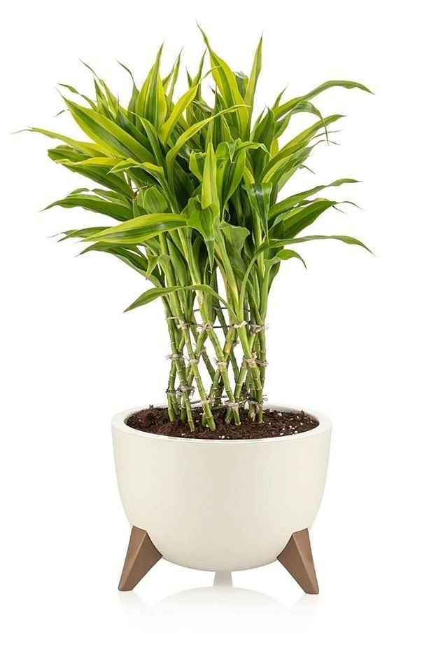 Ayaklı Küre Saksı 10 Litre Krem 32cm Plastik Drenajlı Süzgeçli Bonsai Bitki Çiçek Saksısı Ufo No3 - 8