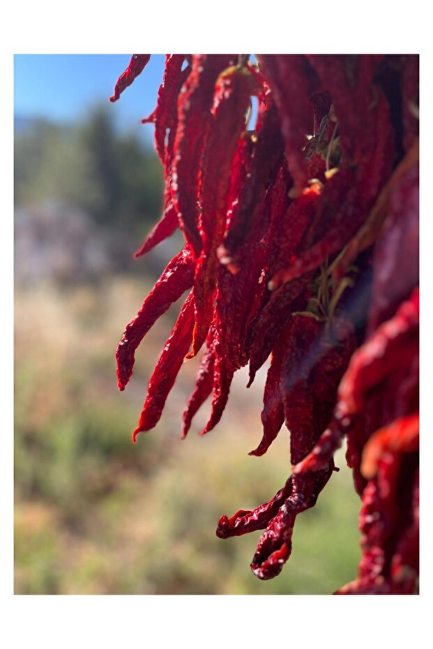 Kuru Charliston tatlı biber - 4