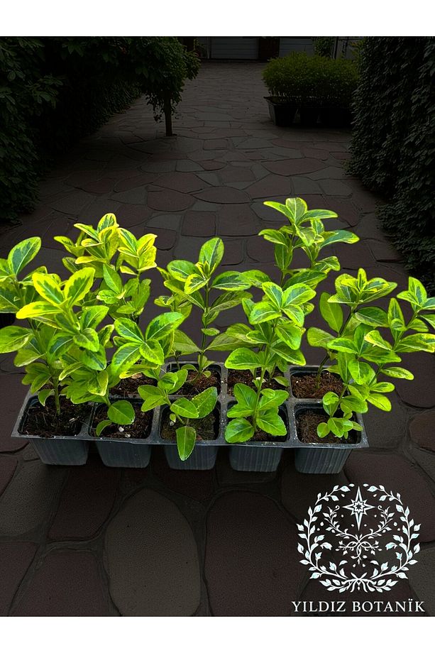 10 Adet Gold Taflan Çit Bitkisi Alacalı Taflan Fidesi 15-20 Cm - 2