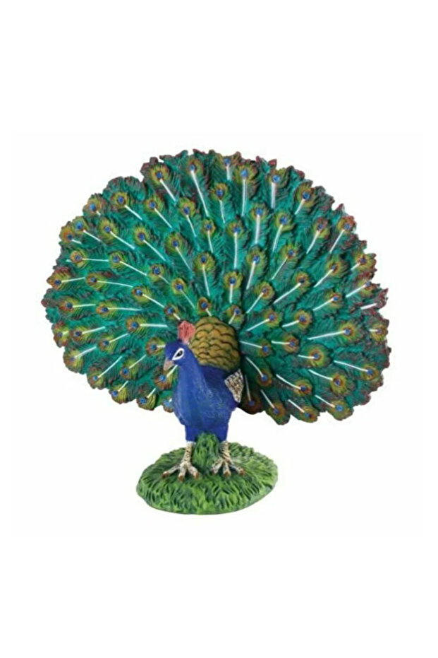 Kutulu Model Tavuskuşu - 1