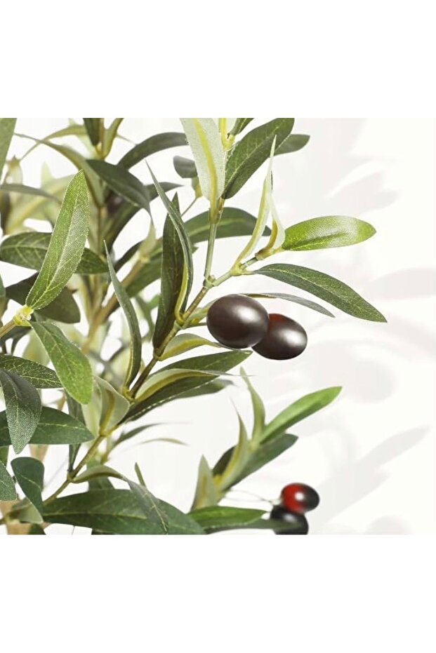 شجرة زيتون – 150 سم - 3