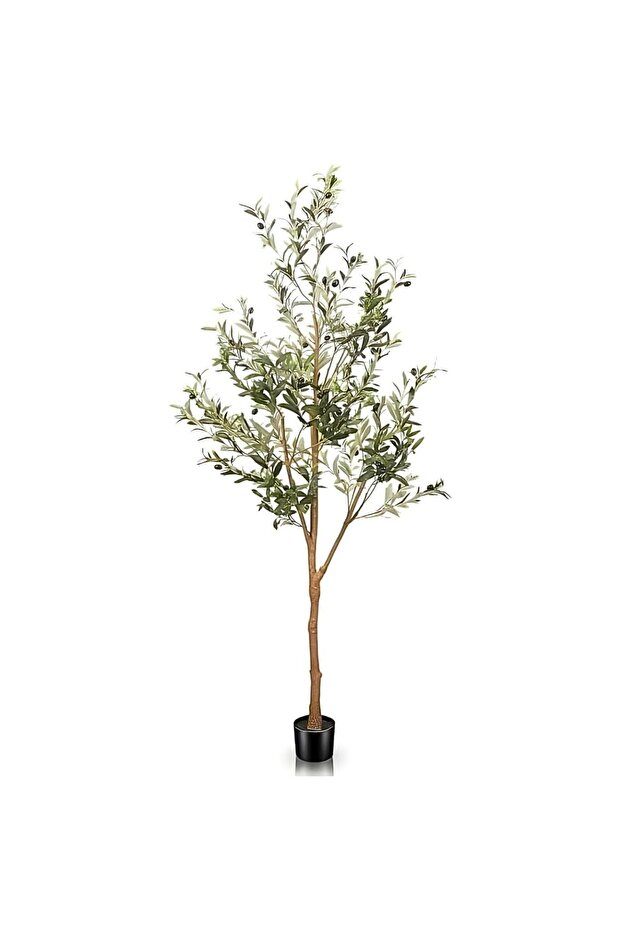 شجرة زيتون – 150 سم - 2