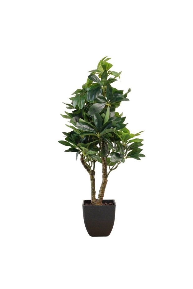 Schefflera Tree – 60 cm - 1