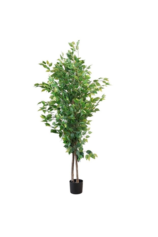 شجرة التين – 150 سم - 2