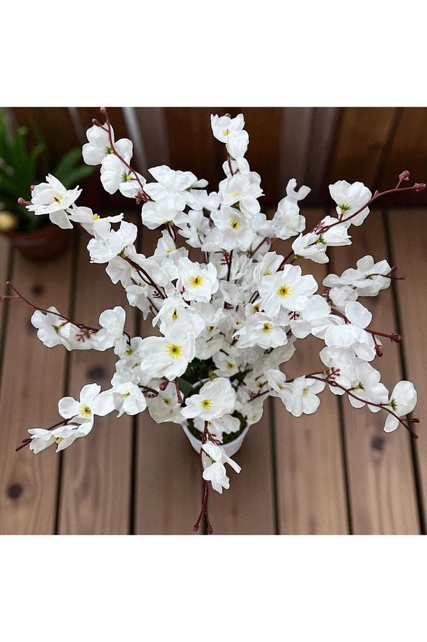 Sakura Bahar Erik Çiçeği Bodur Bitki 65cm - 3