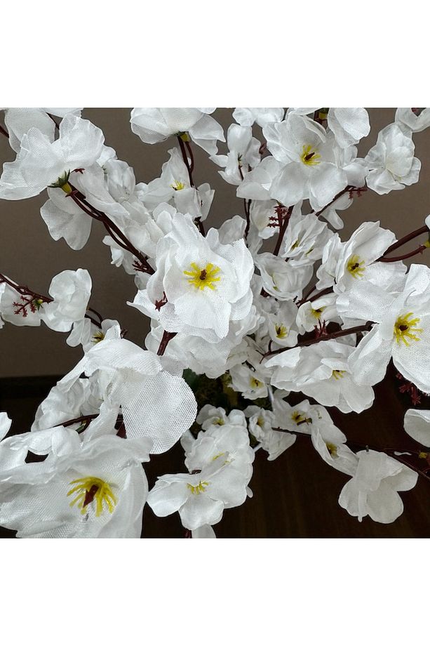 Sakura Bahar Erik Çiçeği Bodur Bitki 65cm - 4
