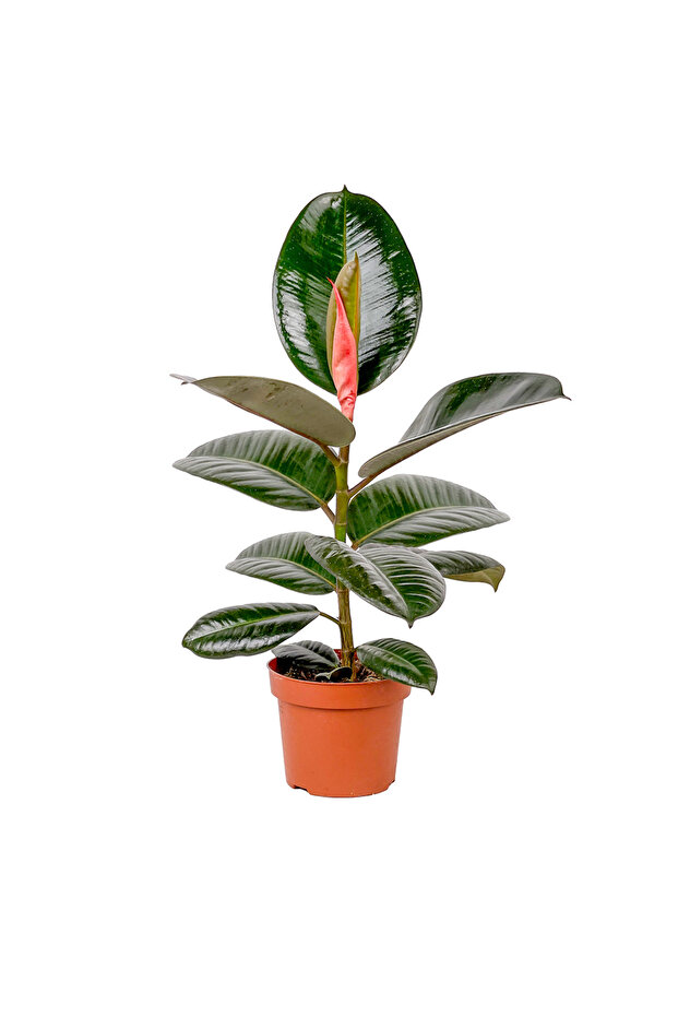 Kauçuk - (Ficus Elastica Robusta) - 1