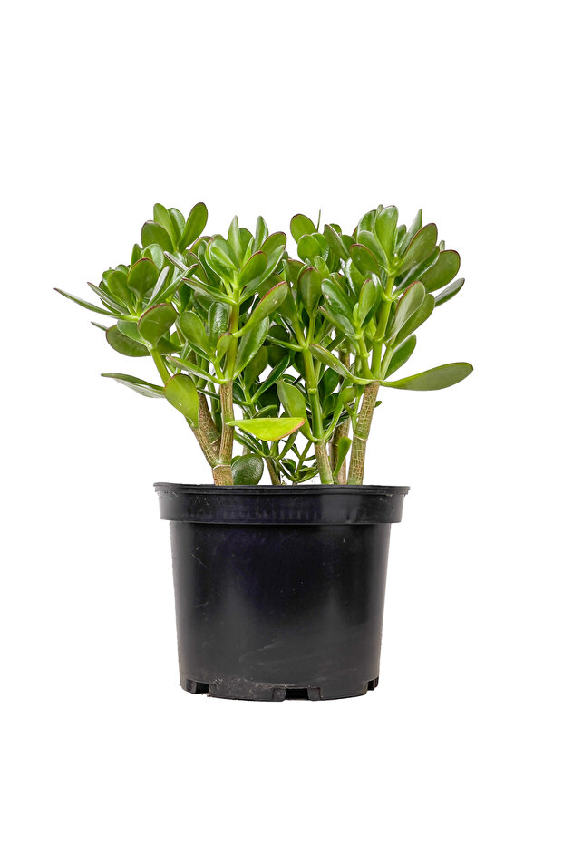 Para Çiçeği (Crassula Ovata) - 1