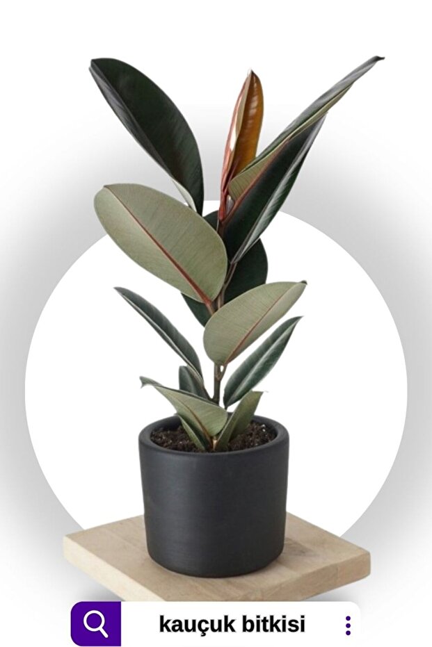Ficus Elastica Robusta - Kauçuk Ağacı Tek Gövde - Ev Ofis Salon Iç Mekan Bitkisi - 50 Cm - 1