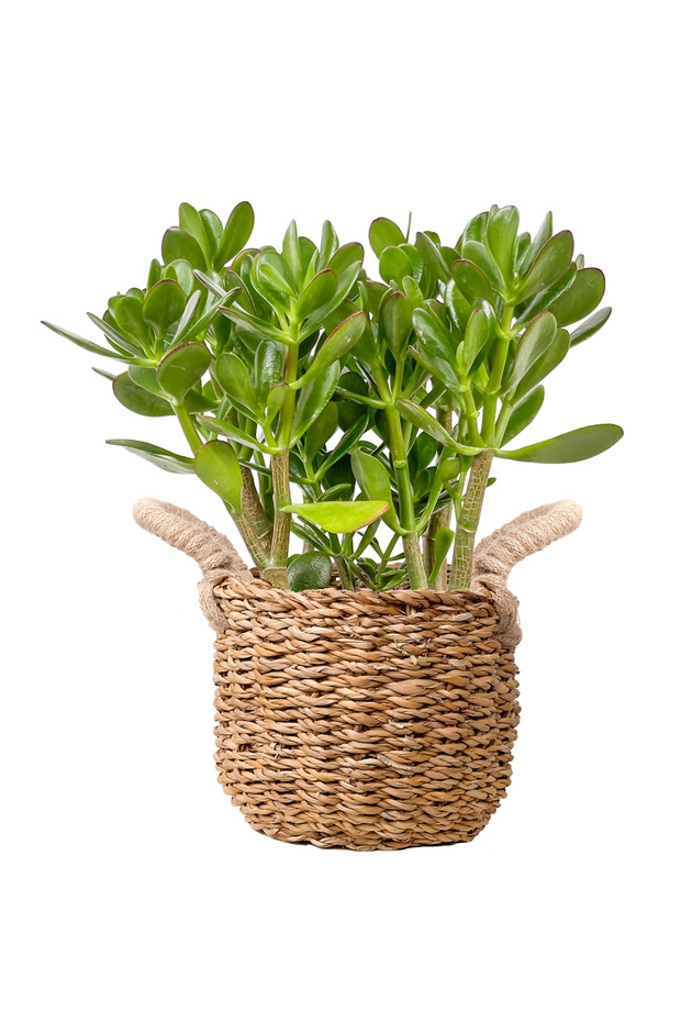 Para Çiçeği (Crassula Ovata) Basic Hasır Saksılı - 1