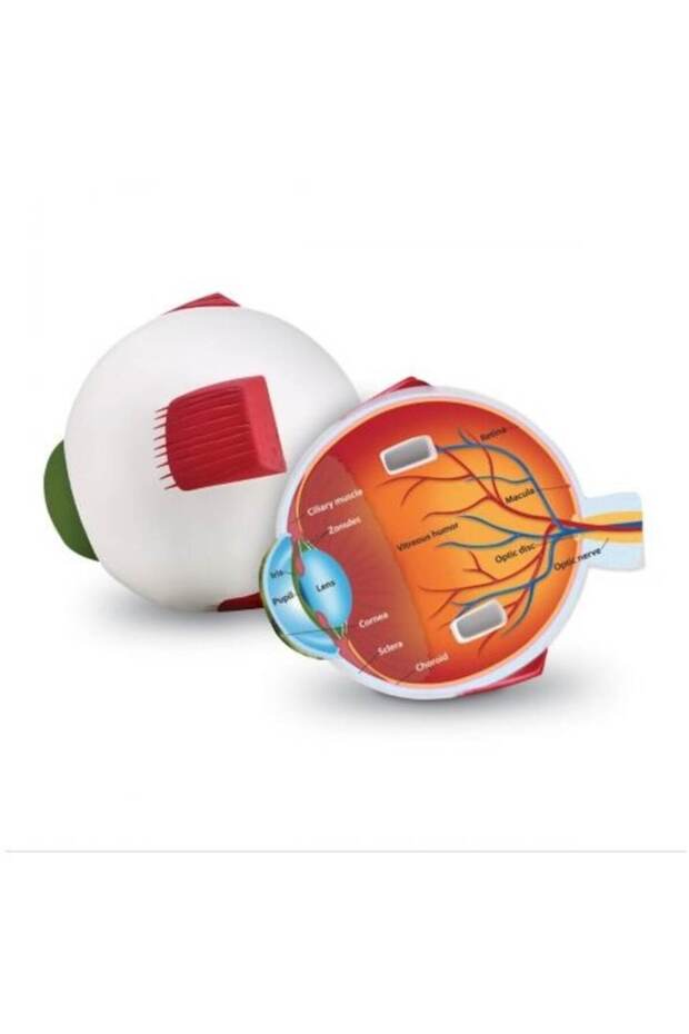 Model Section - Eye - 3