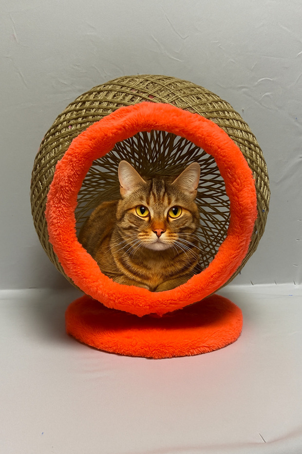 Küre Kedi Yuvası - 1
