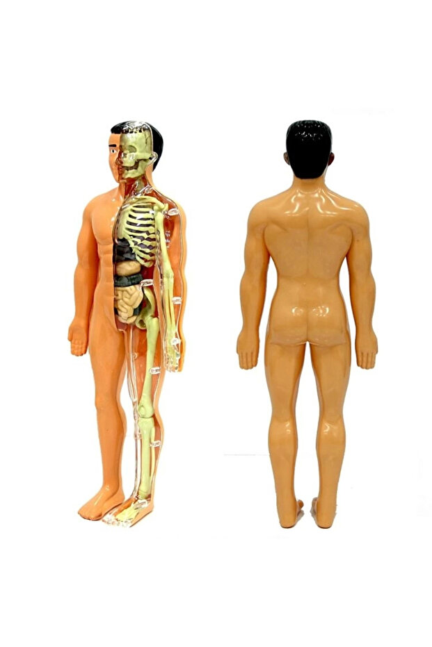 The Human Body 3D Educational Set 3302