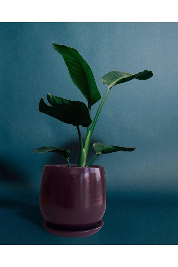 Tabaklı Armut Mor Çömlek Saksı 24x20 Cm - 1