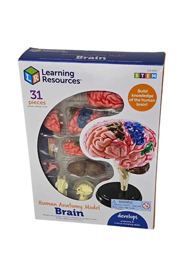 Human Brain Model - Learning Resources - 2
