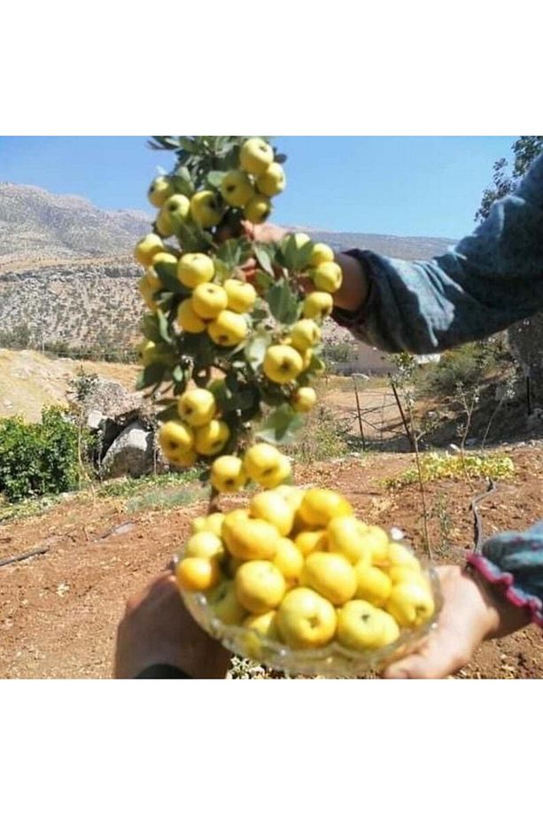 Tüplü Aşılı İri Meyveli Sarı Alıç Fidanı (60-100 Cm) - 2