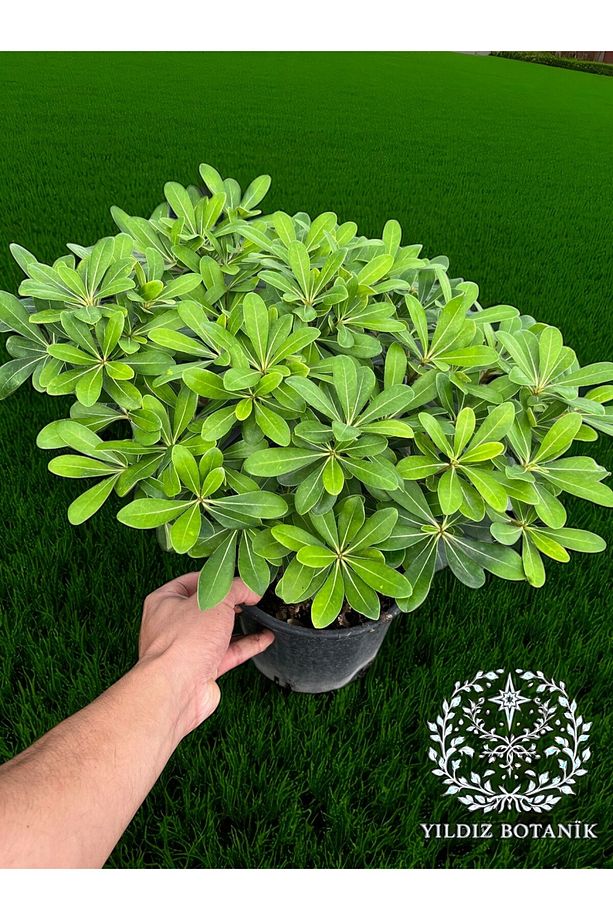 Bodur Pitos Yıldız Çalısı Bitkisi Pittosporum Çiçeği Extra Form 30-40 CM - 2