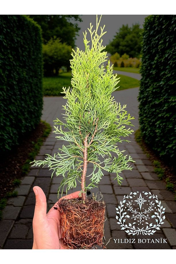 Smaragd Batı Mazısı Fidanı Thuja Occidentalis Smaragd Çam Ağacı 30-40 CM - 3