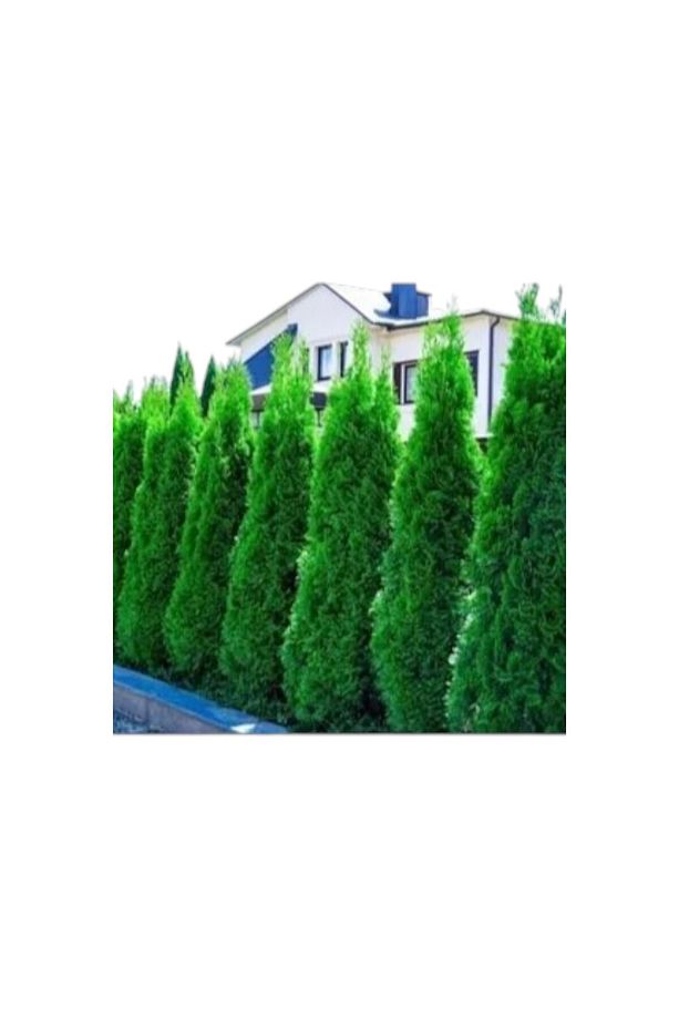 Smaragd Batı Mazısı Fidanı Thuja Occidentalis Smaragd Çam Ağacı 30-40 CM - 2