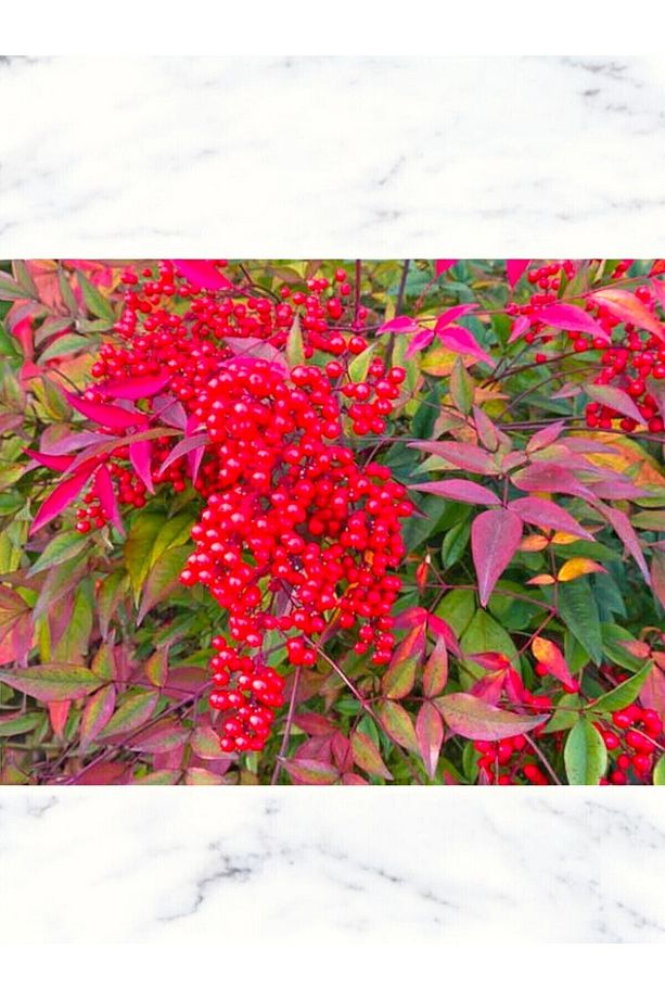 Boncuklu Cennet Bambusu Bitkisi Nandina Domestica Çiçeği 40-60 Cm - 4