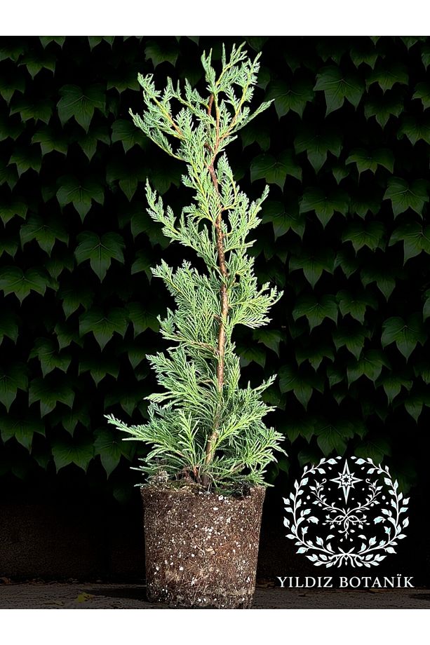 Leylandi Çit Bitkisi Çam Ağacı Fidanı 70-90 CM 1 ADET - 4