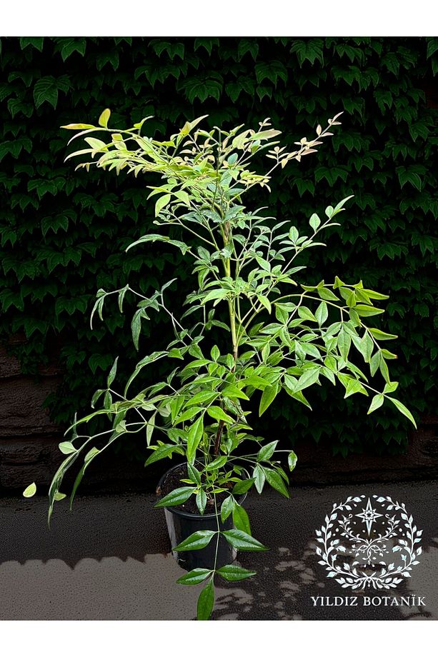 Boncuklu Cennet Bambusu Bitkisi Nandina Domestica Çiçeği 40-60 Cm - 5
