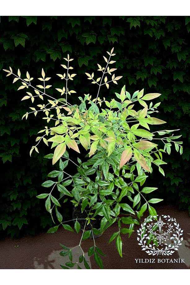 Boncuklu Cennet Bambusu Bitkisi Nandina Domestica Çiçeği 40-60 Cm - 6