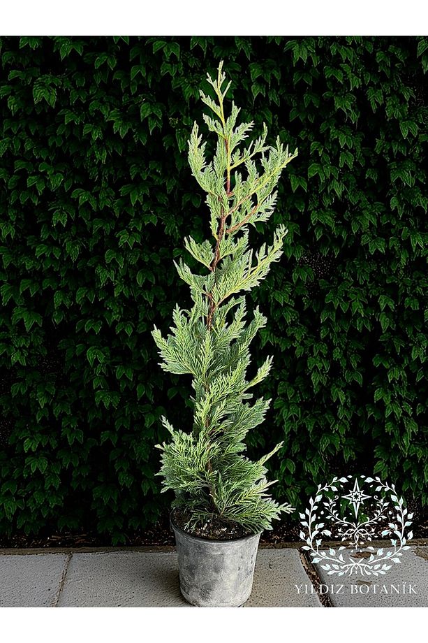 Leylandi Çit Bitkisi Çam Ağacı Fidanı 70-90 CM 1 ADET - 1