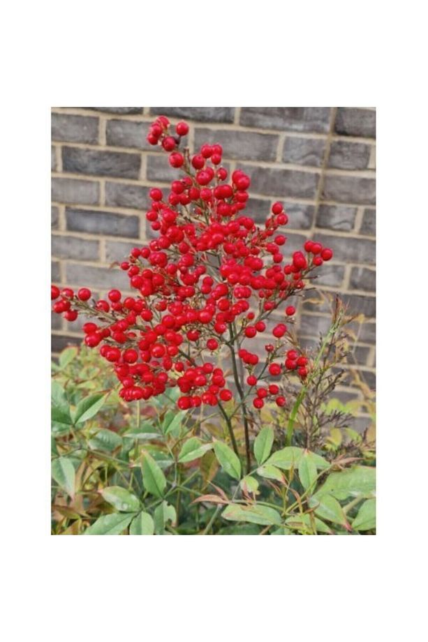 Boncuklu Cennet Bambusu Bitkisi Nandina Domestica Çiçeği 40-60 Cm - 2